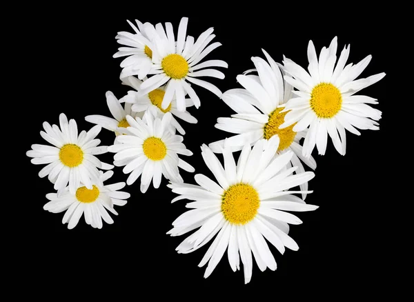 Large flowers of white garden camomiles daisies isolated on blac — Stock Photo, Image
