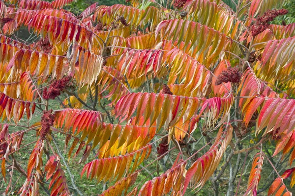 Red autumn leaves of Sumach plant — Stock Photo, Image