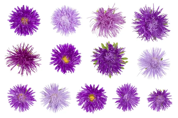 Tretton nål frotté lila höst blommor. — Stockfoto