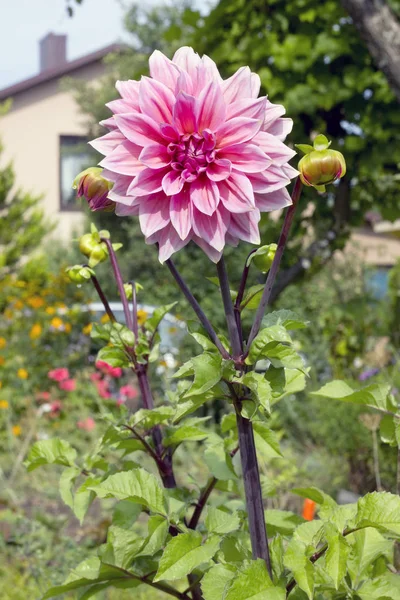 Une belle fleur rose de dahlia fleurit sur un jardin ensoleillé — Photo