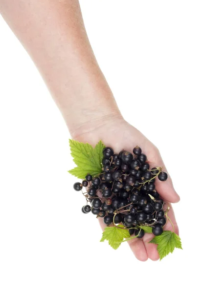 Vitaminkonzept für schwarze Früchte im Sommer isoliert — Stockfoto
