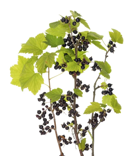 De takken van de tuin zwarte bessen met bladeren en bessen — Stockfoto
