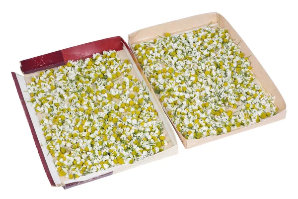 El jardinero pobre seca las flores de las margaritas medicinales en la caja de cartón — Foto de Stock