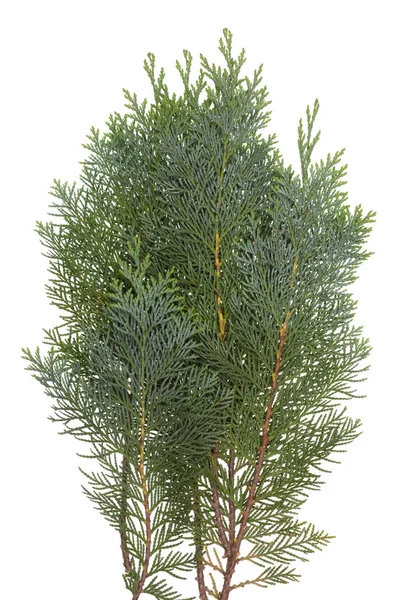 Grenen av den vintergröna barrträd Thuja — Stockfoto