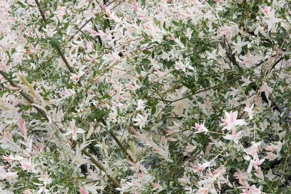 Buisson printanier fleuri avec des fleurs roses — Photo