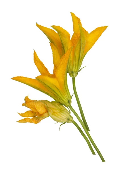 Orange blommor trädgård zucchini. — Stockfoto