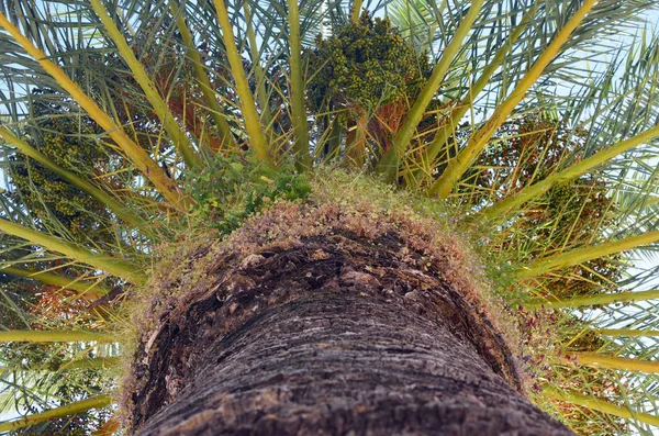Couronne d'un énorme vieux palmier dattier. Vue du bas — Photo