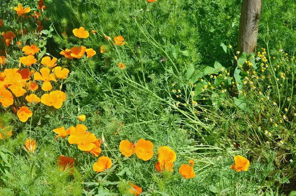 Orangenblüten und Margeritenblüten der Apotheke auf einem Foto. — Stockfoto