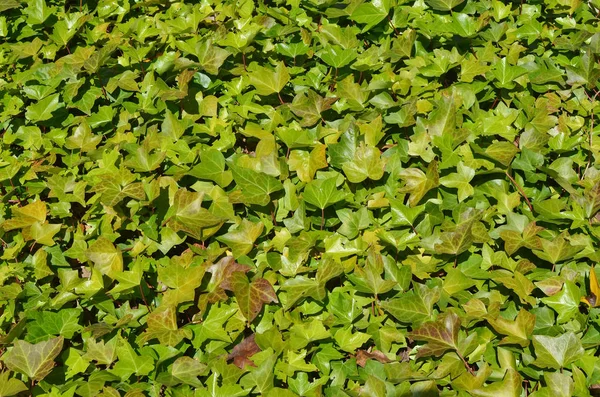 Södra prydnadsväxt utomhus liana Ivy bakgrund. — Stockfoto