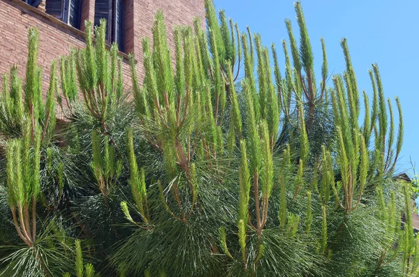 Södra barrträd tall med långa mjuka blad nålar — Stockfoto