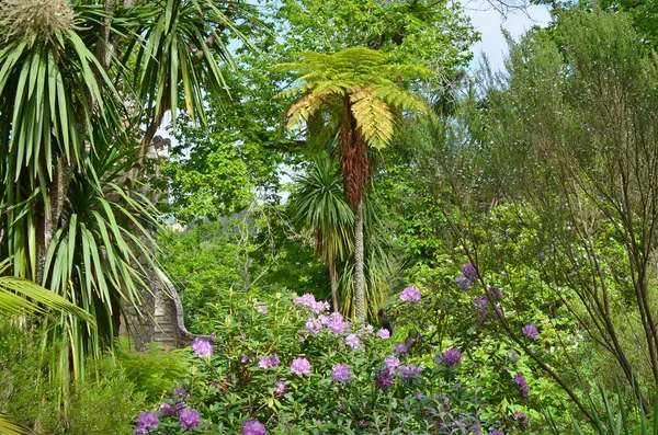 Часть тропического южного общественного парка. Пальмы и экзотический план — стоковое фото