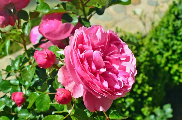 Primavera sfondo naturale con rose rosa fiori . — Foto Stock