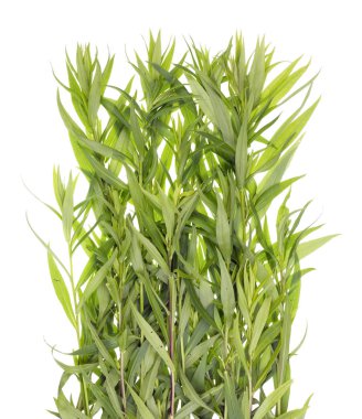 Yeşil Yaz gerçek çim uzun bush.