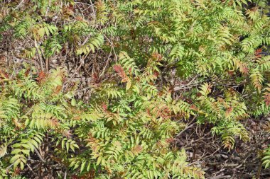 Nisan bush yeni yapraklar dağınık arka plan bahar. 