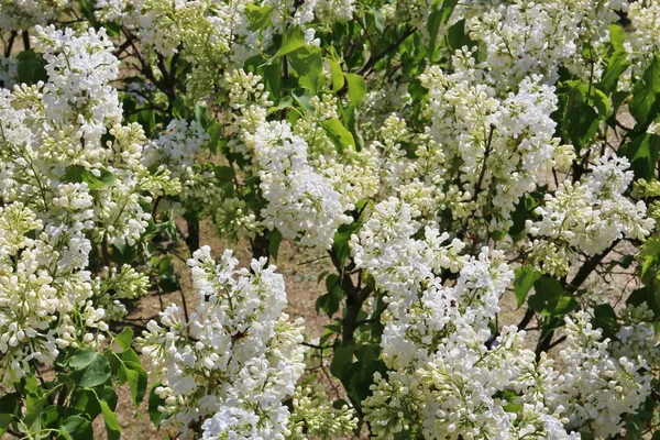 Fondo natural de primavera con flores lila blancas . —  Fotos de Stock