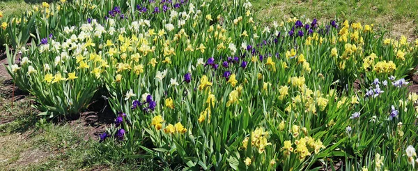 봄 꽃 침대에 노란색과 파란색 창포 꽃 꽃. — 스톡 사진