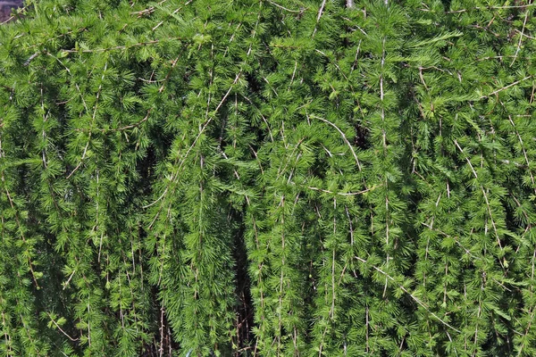 Lo sfondo naturale dei rami del pino piangente — Foto Stock