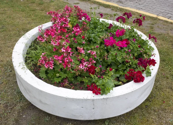 De straat bloempot voor geraniums bestaat uit een betonnen ring — Stockfoto