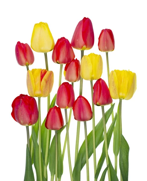 Квіти тюльпанів цвітуть навесні травневого ліжка . — стокове фото