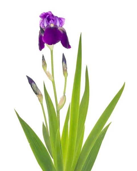 Sommer dunkelblaue Irisblume Blüte auf Juli Gartenbeet . — Stockfoto