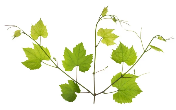 Ramitas jóvenes de primavera hojas y ramas de uvas de vino . —  Fotos de Stock