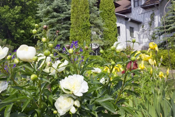 Весенний природный фон с белыми цветами пионов . — стоковое фото