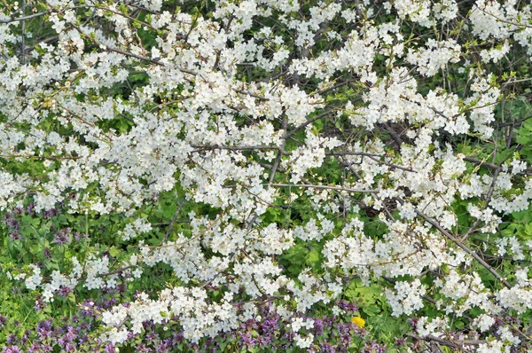 Tusen vita blommor våren plommonträd. — Stockfoto