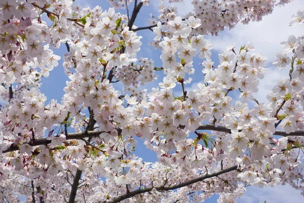 Duizenden roze bloemen aan een voorjaar cherry boom tegen de sk — Stockfoto