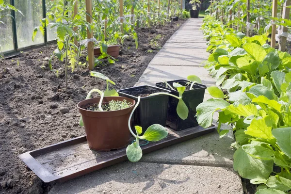 Os brotos jovens de pepinos preparam-se para plantar em um greenho — Fotografia de Stock