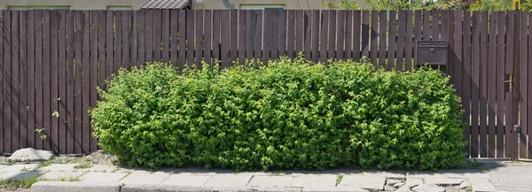 Cerca de madeira longa e arbusto verde na rua da cidade — Fotografia de Stock