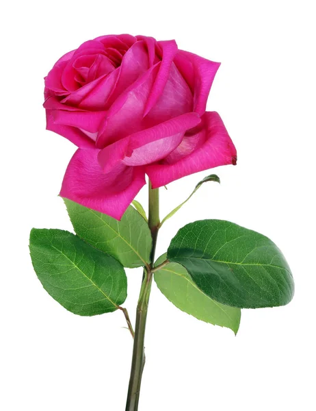 Μεγάλο ιδανικό ροζ τριαντάφυλλο ποικιλίας μεγάλο μωβ — Φωτογραφία Αρχείου