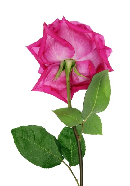 Big perfect pink rose of the variety  Big Purple back side view — Stock Photo, Image