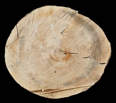 Taze kesilmiş eski yuvarlak ahşap kavak oturum. 