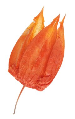 Dekoratif Avrupa Bahçe physalis bitkisinin kuru kırmızı çiçek. 