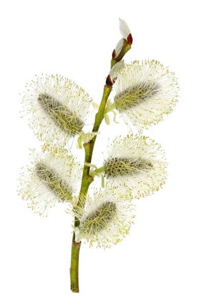 Spring April  branch with flowering buds of wild Willow tree. — Stock Photo, Image