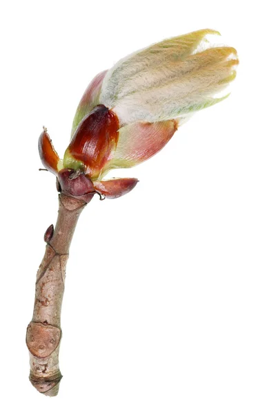 Abril ramo de primavera da árvore castanha . — Fotografia de Stock