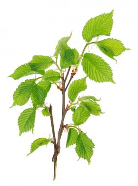 Bir bahar Nisan huş ağacı ile ihale küçük yeşil dallar 