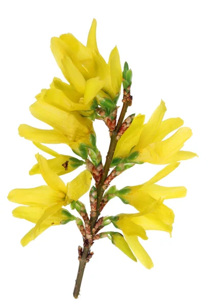 Wiosną April forsycja oddziałów Busha z żółte kwiaty makro. — Zdjęcie stockowe