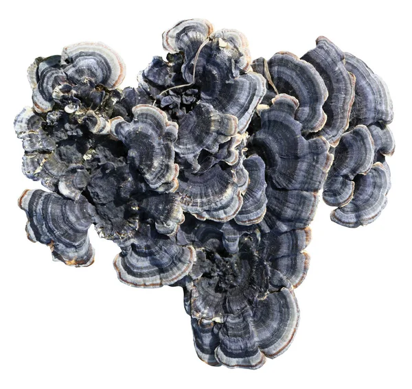 Kék európai gyarmatok Erdei fa gombák textúra. — Stock Fotó
