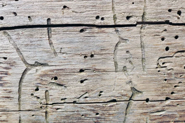 Stammen på ett träd är uppäten av larver av en hackspett skalbagge ma — Stockfoto