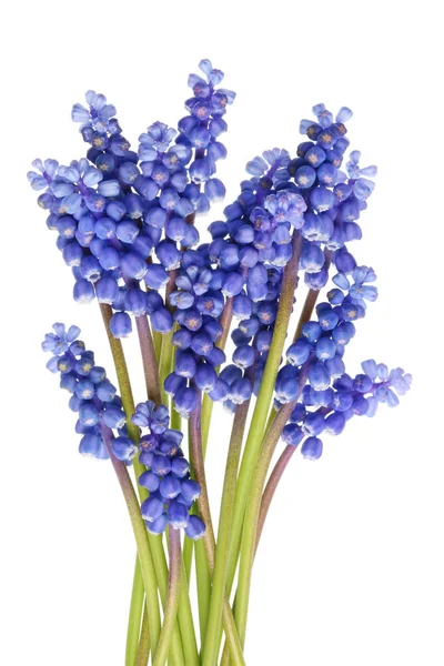 Ett litet gäng anbud blå våren April hyacinter av Muscari. — Stockfoto