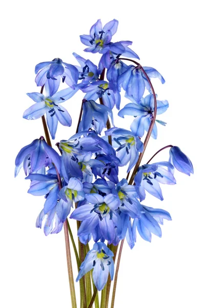 Um pequeno bando de macios azul primavera abril nevascas — Fotografia de Stock