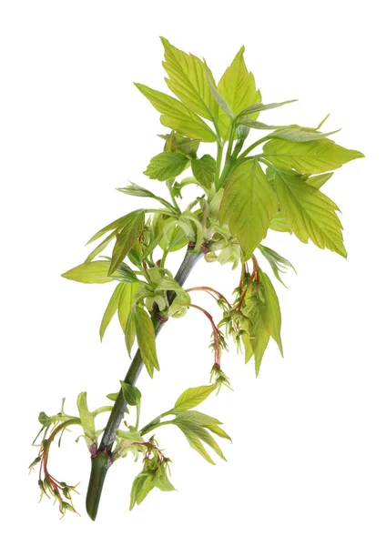 Os galhos de uma árvore de bordo de abril de primavera com pouco verde macio — Fotografia de Stock