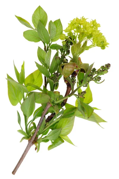 Ett gäng kvistar med unga blad. knoppar och blommor om våren — Stockfoto