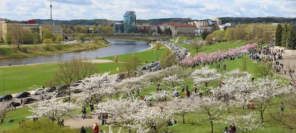 Pink Cherry  blossoms trees holidais — Stock Photo, Image