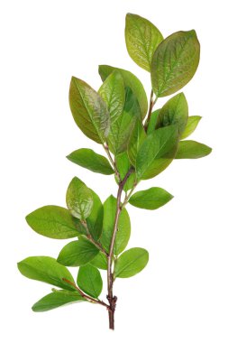 Dal genç yeşil yaprakları bahar şehir sokak decorativ