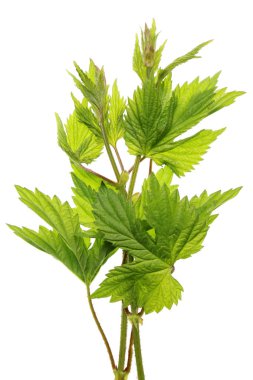 İlk Nisan yaprak ve dal atlama liana bitki bahar.