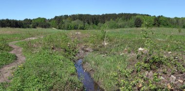 Yeşil s yeni bina inşaatı için acımasız ormansızlaşma