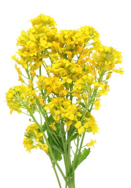 Sarı vahşi ekilmemiş orman Nisan çiçekler bahar pl