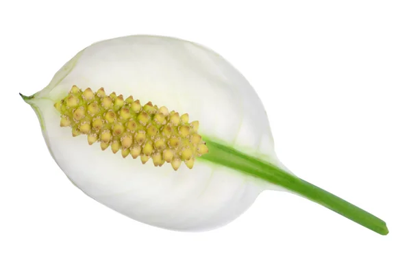 Biały kwiat lilia Arum z żółtym kwiatostan wewnątrz -l ike — Zdjęcie stockowe